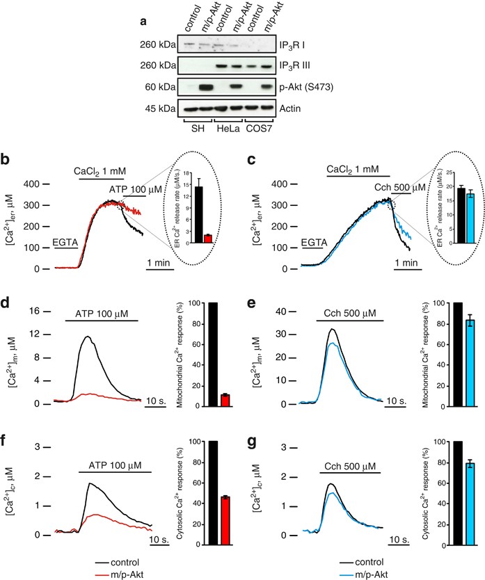 Selective Modulation Of Subtype Iii Ip3r By Akt Regulates Er Ca2 Release And Apoptosis Cell Death Disease