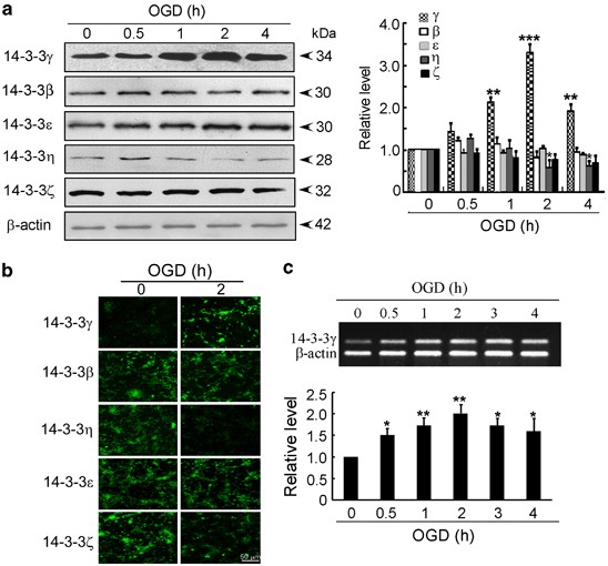 Selective 14 3 3g Induction Quenches P B Catenin Ser37 Bax Enhanced Cell Death In Cerebral Cortical Neurons During Ischemia Cell Death Disease