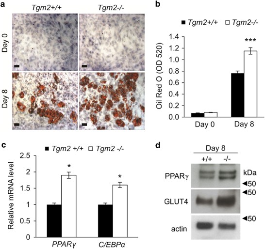 Transglutaminase 2—a novel inhibitor of adipogenesis | Cell Death & Disease