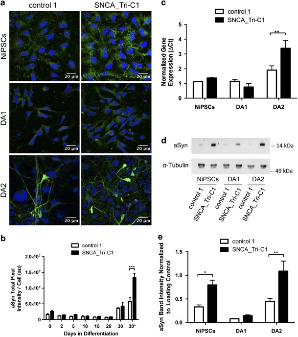 Elevated α-synuclein caused by SNCA gene triplication impairs neuronal  differentiation and maturation in Parkinson's patient-derived induced  pluripotent stem cells | Cell Death & Disease
