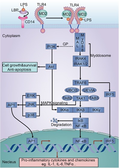 The emerging role of Toll-like receptor 4 in myocardial inflammation | Cell  Death & Disease