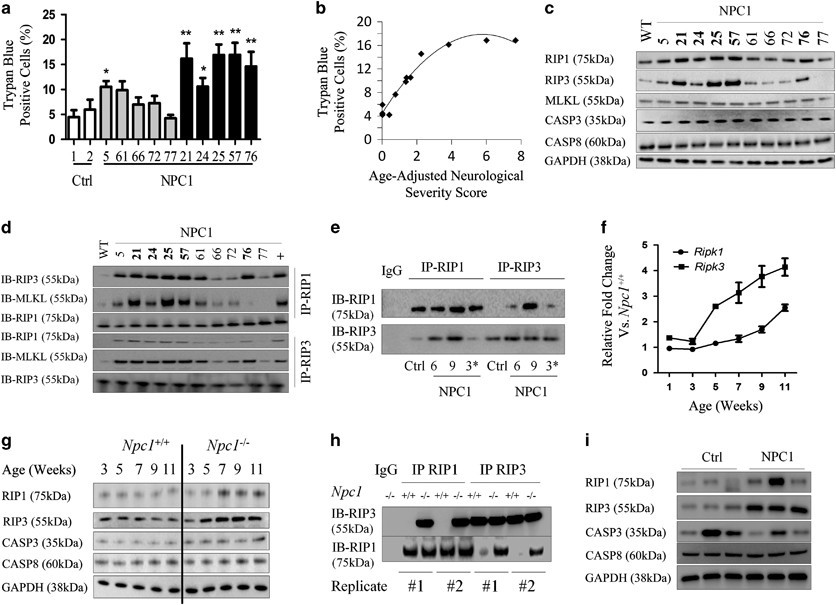 The pathogenesis of Niemann–Pick type C disease: a role for autophagy?, Expert Reviews in Molecular Medicine