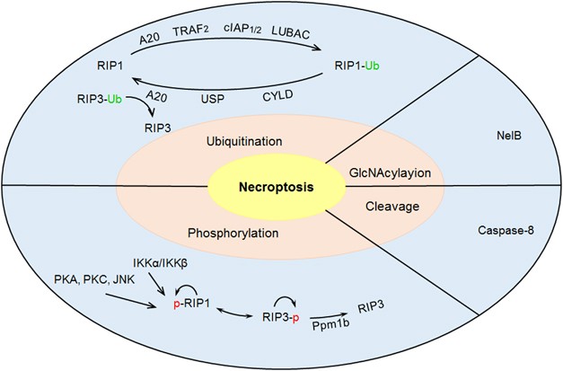 Post Translational Modifications As Key Regulators Of Tnf Induced Necroptosis Cell Death Disease