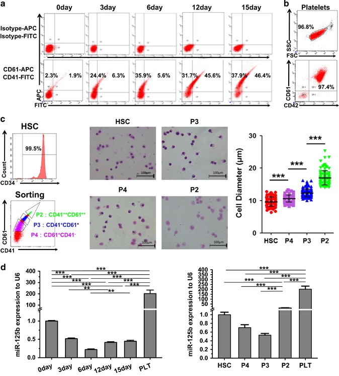miR-125b modulates megakaryocyte maturation by targeting the cell-cycle  inhibitor p19INK4D | Cell Death & Disease