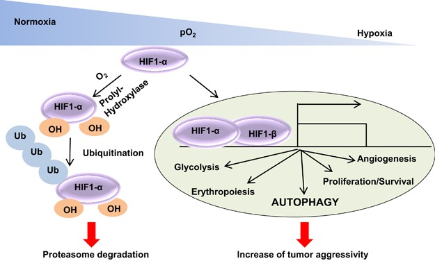 increased glutathione levels gliomas autophagy Pyroptosis, ferroptosis, and cross-talk in glioblastoma opens up new avenues for glioblastoma treatment | Cell Communication and Signaling Frontiers | Autophagy-dependent ferroptosis as