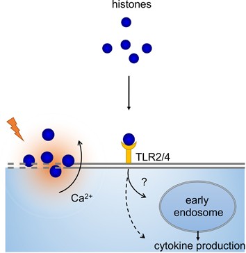 Cells, Free Full-Text