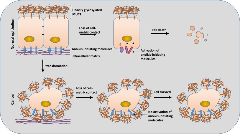 Резистентность клетки. Аноикис. Аноикис апоптоз. Cell Death disease. Аноикис микропрерата.