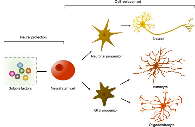 Picture of neural stem cells