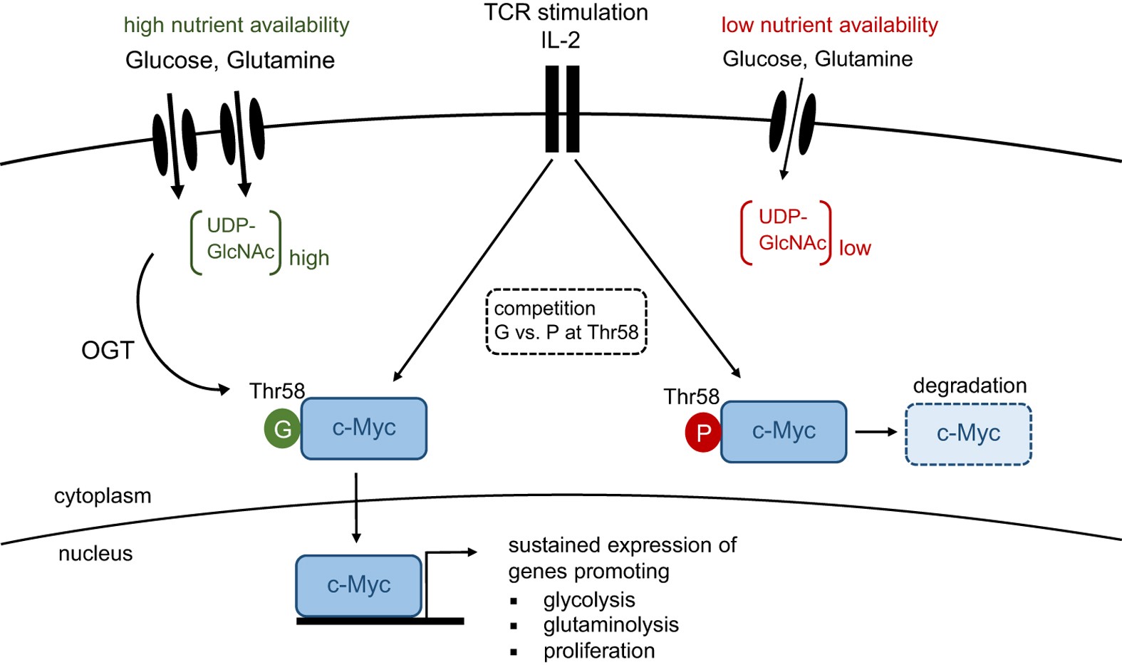 C-myc онкоген. Ubiquitin-proteasome pathway. C myc. C myc. Ген c.