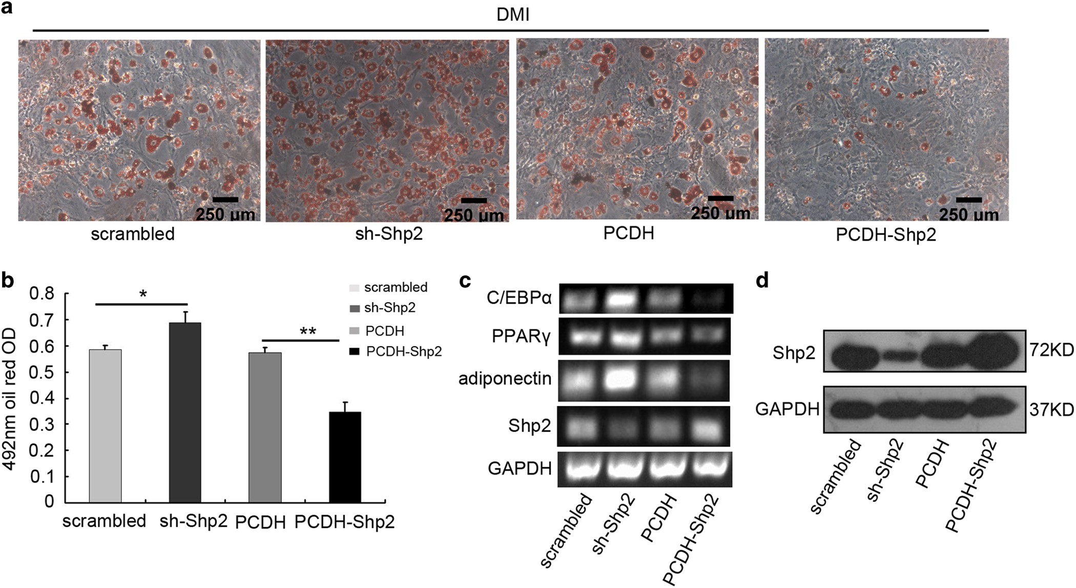 Shp2 Suppresses The Adipogenic Differentiation Of Preadipocyte 3t3 L1 Cells At An Early Stage Cell Death Discovery