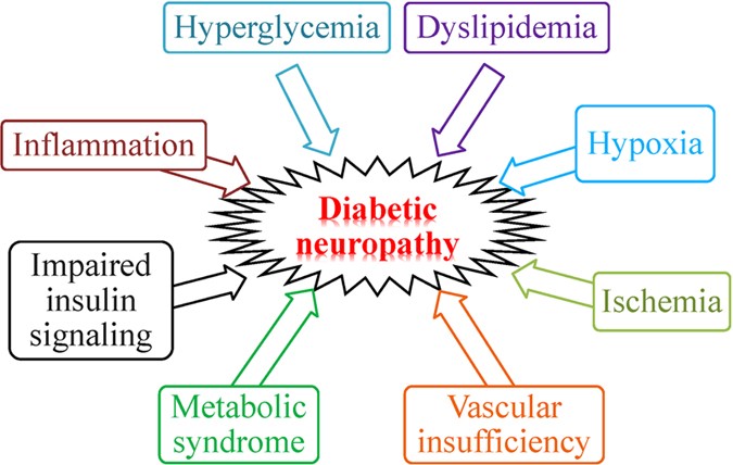 diabetes neuropathy mechanism)