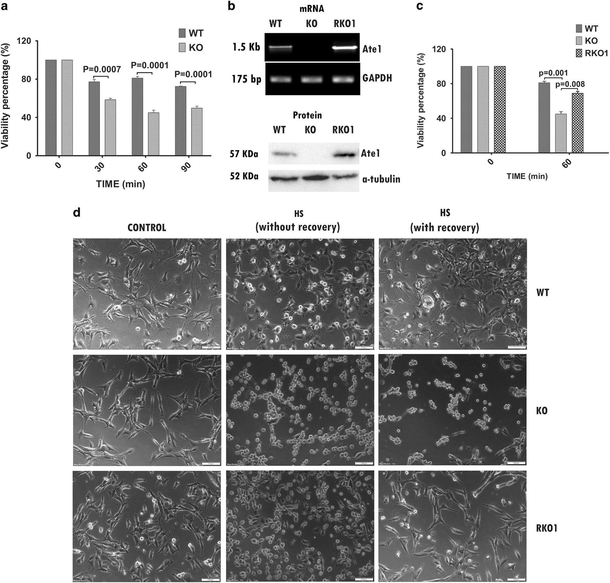 Protein arginylation regulates cellular stress response by stabilizing  HSP70 and HSP40 transcripts | Cell Death Discovery