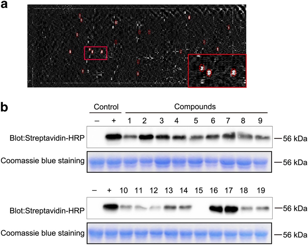 Medicinal Chemistry Perspective on Targeting Mono-ADP-Ribosylating PARPs  with Small Molecules