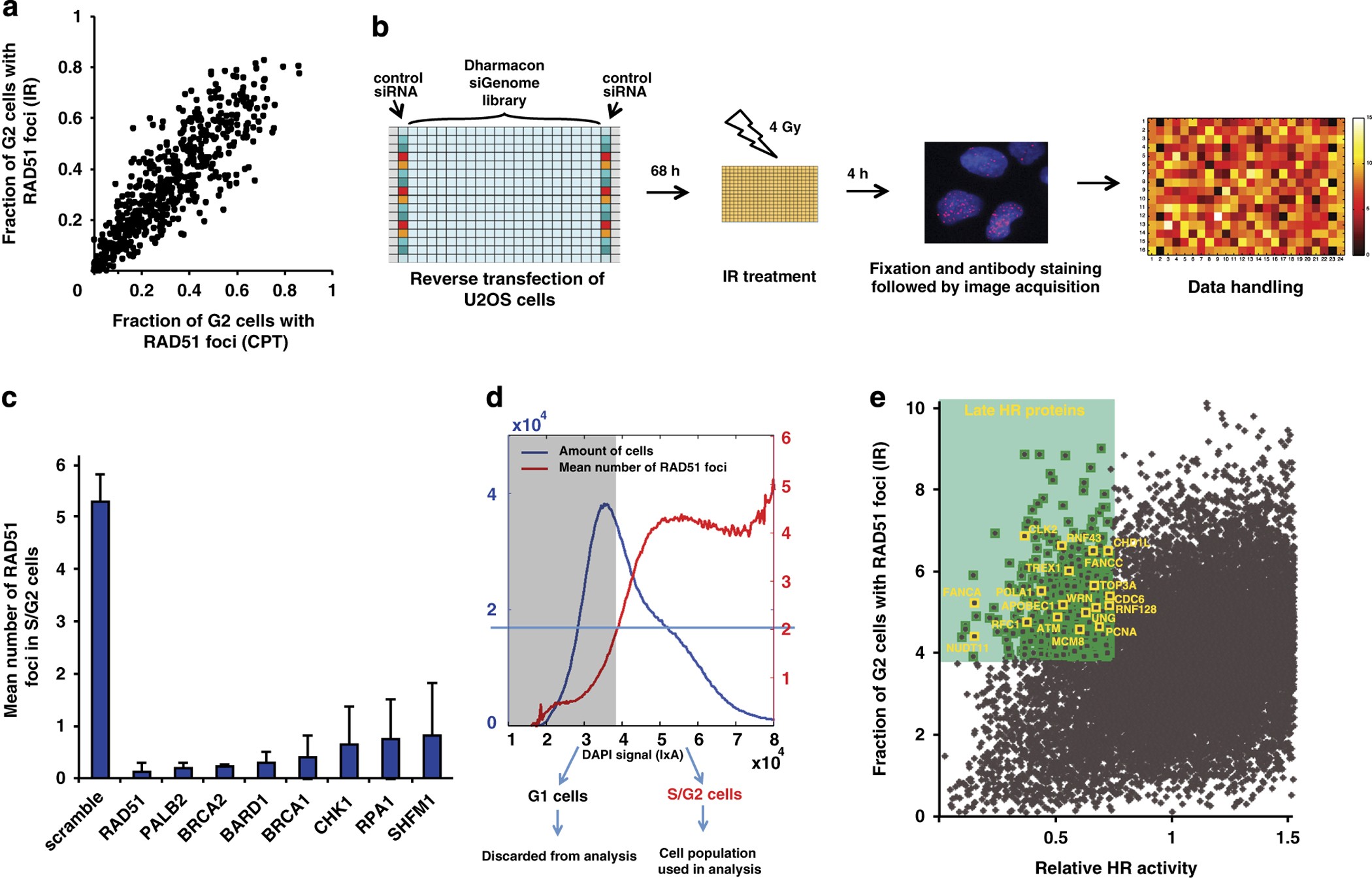 RAD51AP1 regulates ALT-HDR through chromatin-directed homeostasis of TERRA  - ScienceDirect