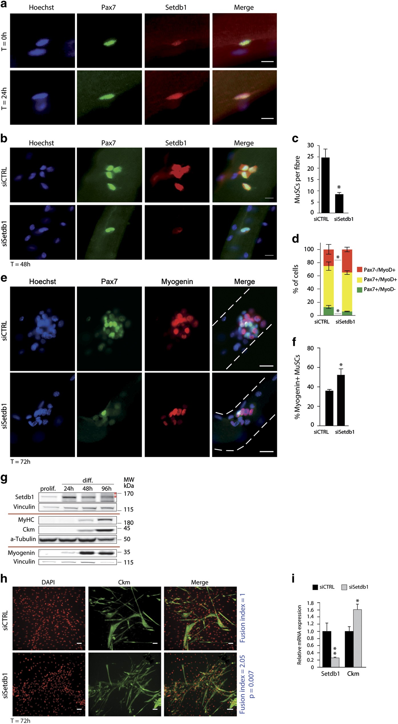 Canonical Wnt signalling regulates nuclear export of Setdb1 during skeletal  muscle terminal differentiation | Cell Discovery