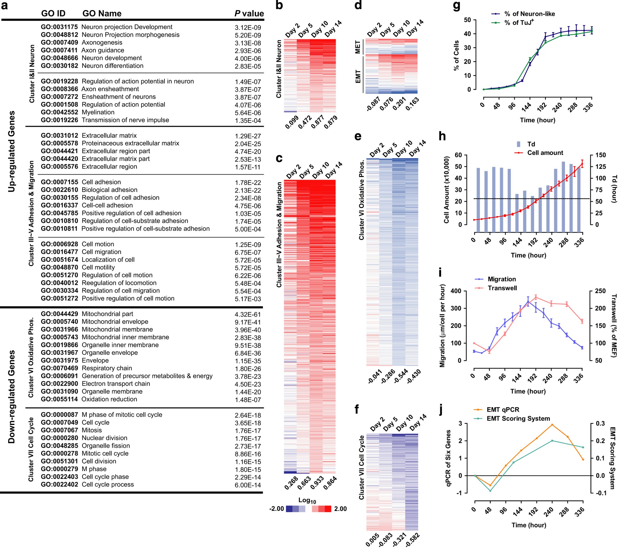 Sequential EMT-MET induces neuronal conversion through Sox2 | Cell Discovery