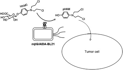 glutathione s-transferase company Glutathione S-transferase, C-terminal domain
