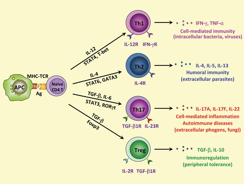 The cytokine milieu in the interplay of pathogenic Th1/Th17 cells and  regulatory T cells in autoimmune disease | Cellular & Molecular Immunology
