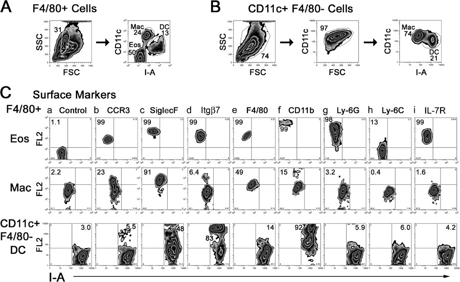 Murine lung eosinophil activation and chemokine production in allergic  airway inflammation | Cellular & Molecular Immunology