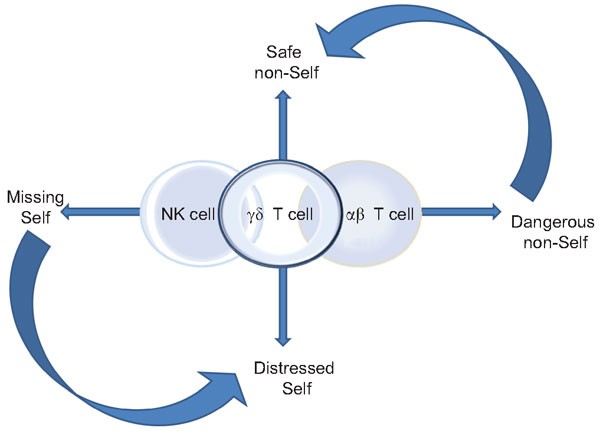 Defining The Nature Of Human Gd T Cells A Biographical Sketch Of The Highly Empathetic Cellular Molecular Immunology Defining The Nature Of Human Gd T Cells A Biographical Sketch Of The Highly Empathetic Cellular Molecular Immunology
