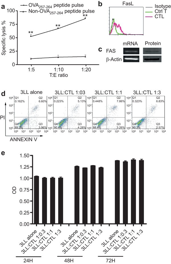 Activated cytotoxic lymphocytes promote tumor progression by increasing the  ability of 3LL tumor cells to mediate MDSC chemoattraction via Fas  signaling | Cellular & Molecular Immunology