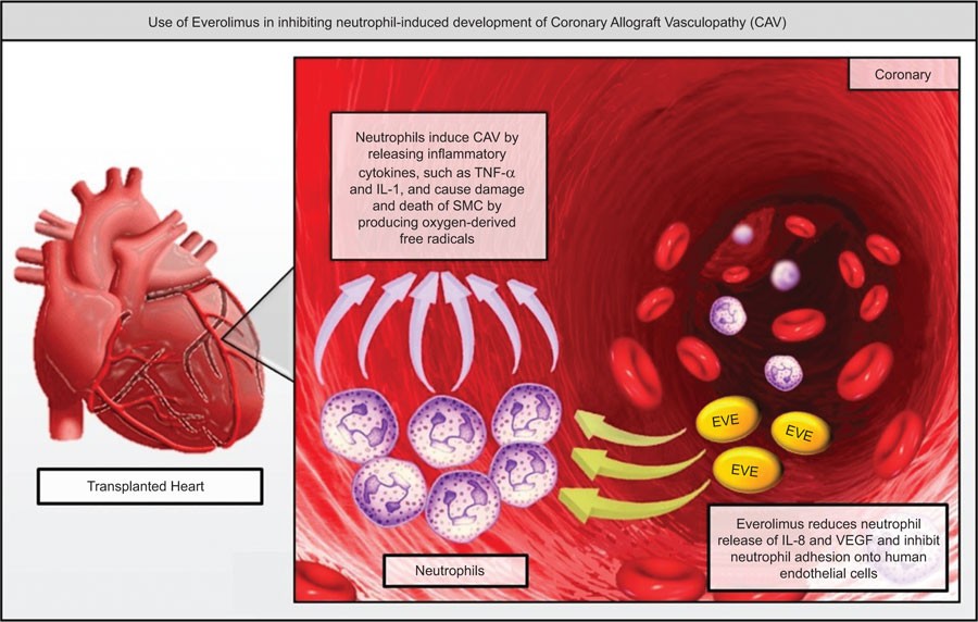 allergology-cardiology-engiology-diosminhesperidin
