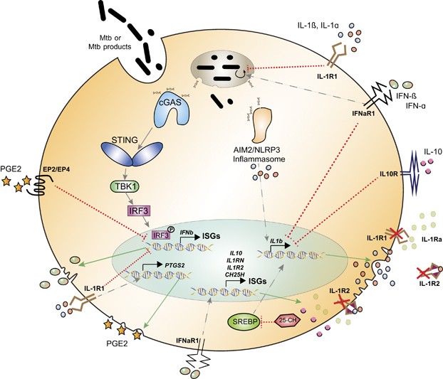 Clash of the Cytokine Titans: counter-regulation of interleukin-1 and type  I interferon-mediated inflammatory responses | Cellular & Molecular  Immunology
