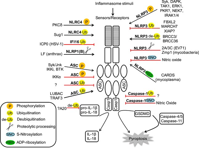 Therapeutic modulation of inflammasome pathways - Chauhan - 2020