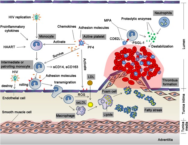 Plasma Levels of the Chemokines Monocyte Chemotactic Proteins-1 and -2 Are  Elevated in Human Sepsis - ScienceDirect