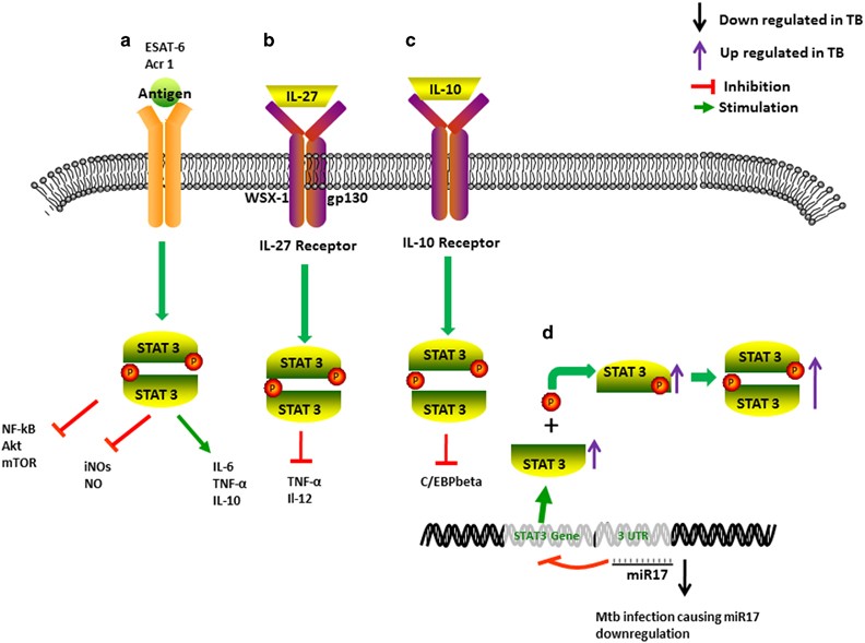 The Crucial Roles Of Th17 Related Cytokines Signal Pathways In M