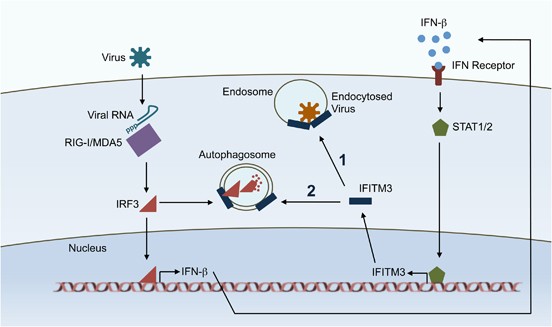 https://media.springernature.com/full/springer-static/image/art%3A10.1038%2Fcmi.2017.18/MediaObjects/41423_2018_100_Fig1_HTML.jpg