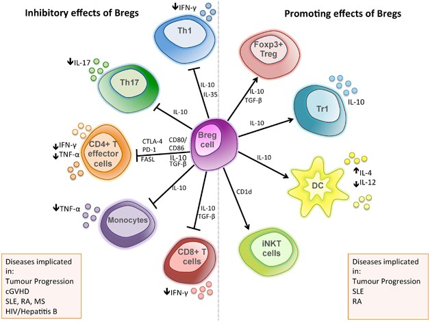 B Cell Regulation In Cancer And Anti Tumor Immunity Cellular Molecular Immunology