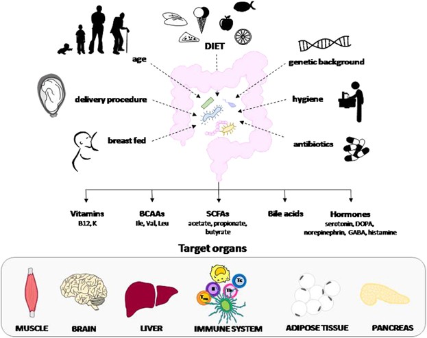 Frontiers | Prediction And Prevention Of Type 1 Diabetes