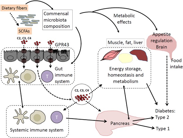 Microbiota or short-chain fatty acids: which regulates diabetes? | Cellular  & Molecular Immunology