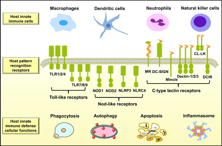 Their cell. Nod-подобные рецепторы (TLR). Toll рецепторы иммунология клетки ИС. Innate Immunity. Толл подобные рецепторы иммунология расположение.