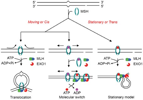 Picture of DNA mismatch repair