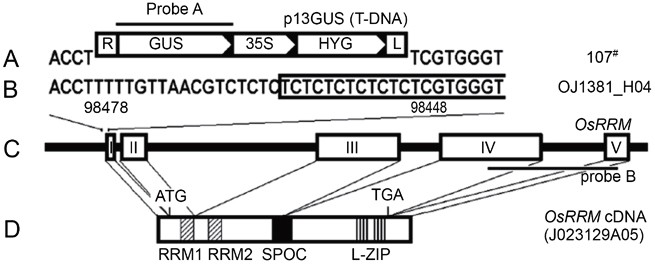 OsRRM, a Spen-like rice gene expressed specifically in the endosperm