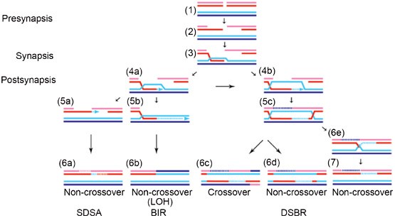 Homologous Recombination In Dna Repair And Dna Damage Tolerance Cell Research