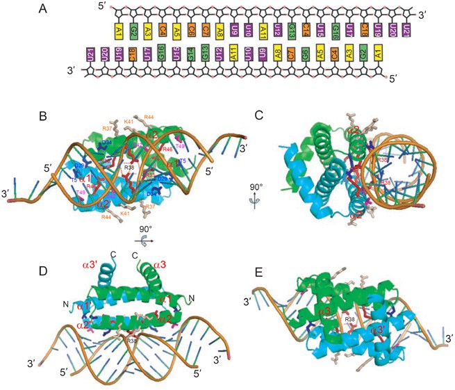 Structural Basis For Dsrna Recognition By Ns1 Protein Of Influenza A Virus Cell Research