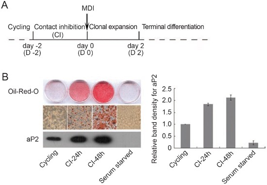 Adipogenesis Licensing And Execution Are Disparately Linked To Cell Proliferation Cell Research