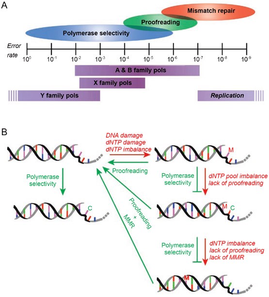 The fidelity of DNA synthesis by eukaryotic replicative and translesion  synthesis polymerases | Cell Research