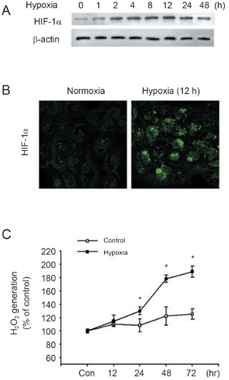 biogreen labs glutathione avis Estradiol-17β protects against hypoxia-induced hepatocyte injury through ER-mediated upregulation of Bcl-2 as well as ER-independent antioxidant effects Our Honest Thoughts on Mindbodygreen