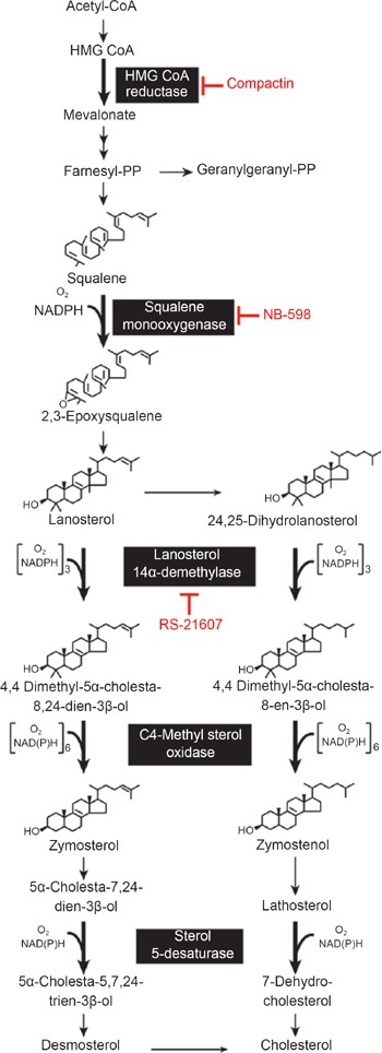 Feedback Regulation Of Cholesterol Synthesis: Sterol-Accelerated  Ubiquitination And Degradation Of Hmg Coa Reductase | Cell Research Feedback Regulation Of Cholesterol Synthesis: Sterol-Accelerated  Ubiquitination And Degradation Of Hmg Coa Reductase | Cell Research