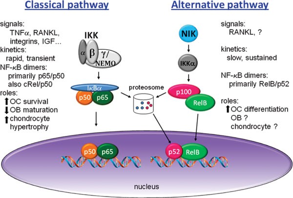 Role of NF-κB in the Cell Research