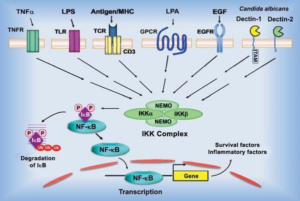 NF-κB signaling pathways regulated by CARMA family of scaffold proteins |  Cell Research