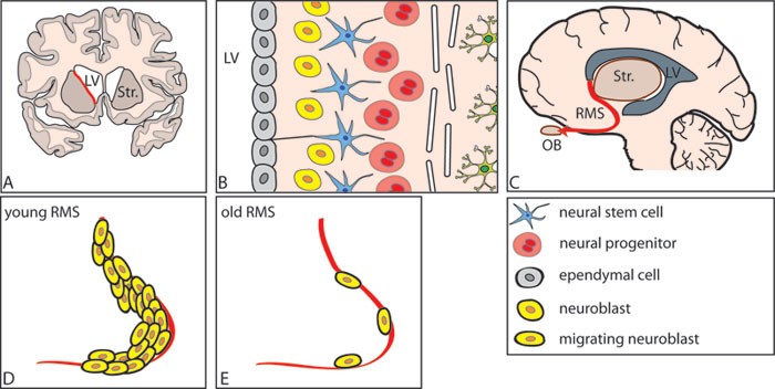 Migrating neuroblasts in the adult human brain: a stream reduced ...