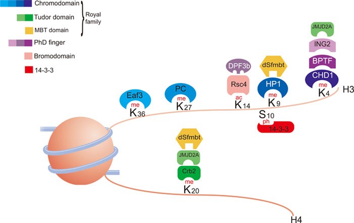 Regulation of chromatin by histone modifications | Cell Research