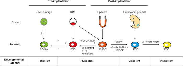The transcriptional regulation of pluripotency | Cell Research