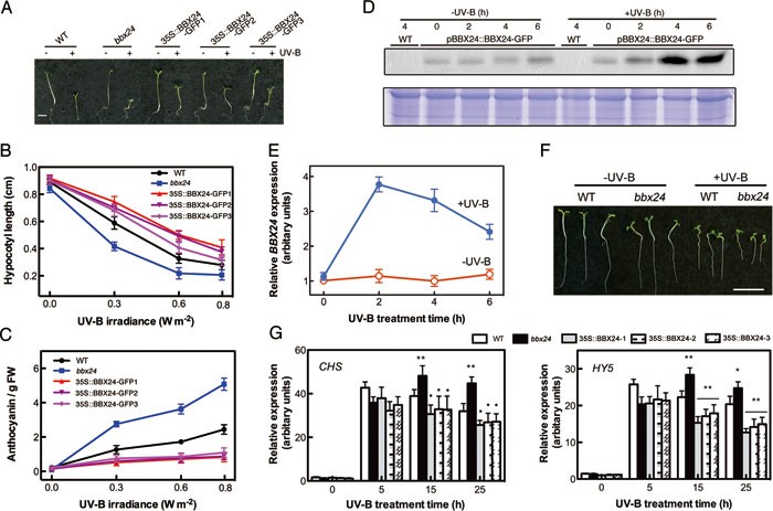 Arabidopsis STO/BBX24 negatively regulates UV-B signaling by interacting  with COP1 and repressing HY5 transcriptional activity | Cell Research