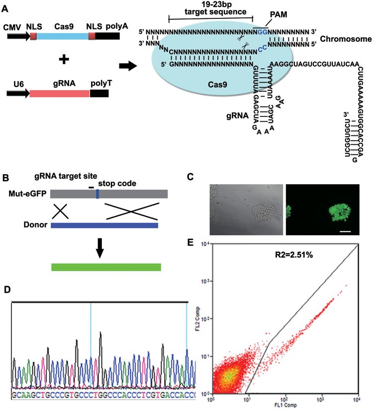 Genome editing with RNA-guided Cas9 nuclease in Zebrafish embryos | Cell  Research